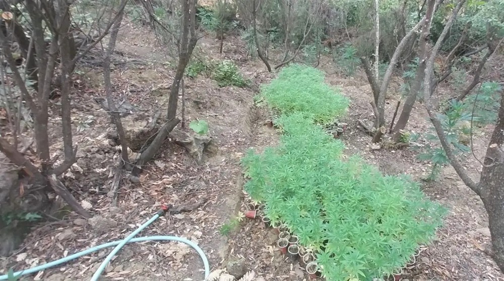 Θεσπρωτία - Φυτεία ινδικής κάνναβης Θεσπρωτία - Φυτεία ινδικής κάνναβης