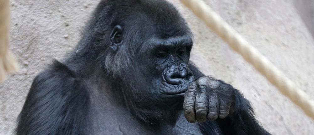 AP - ζώα - γορίλλας