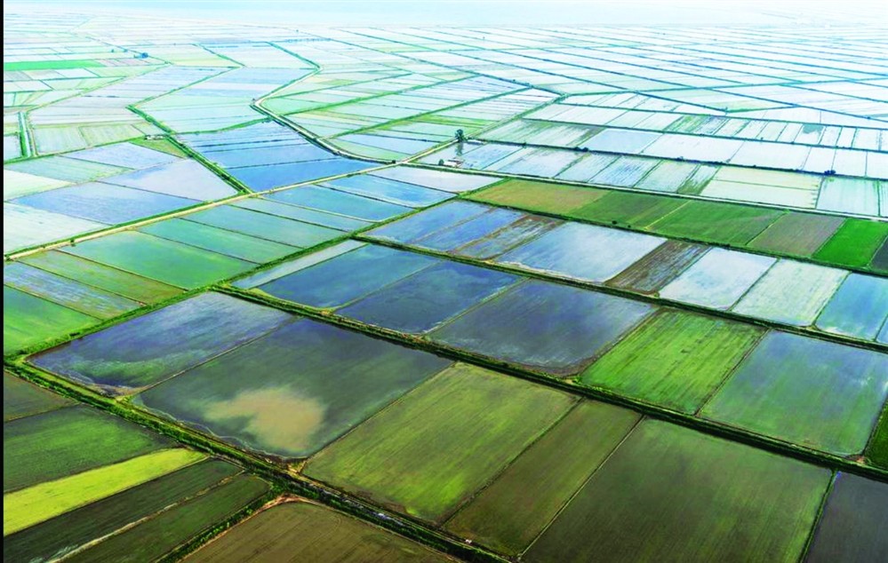 Ορυζώνας - ορυζοκαλλιέργεια Ορυζώνας - ορυζοκαλλιέργεια