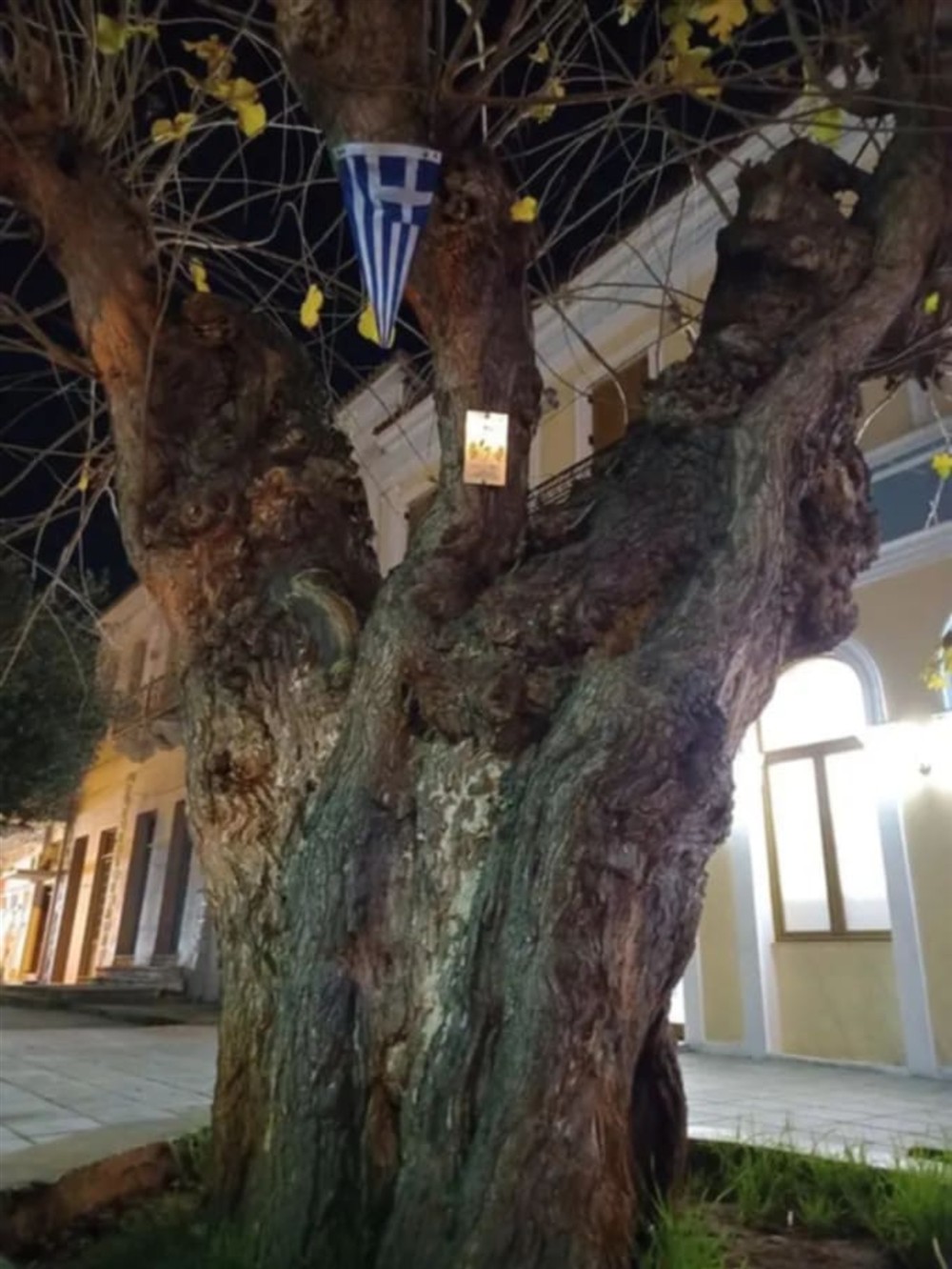 αιωνόβιο δέντρο -  μουριά