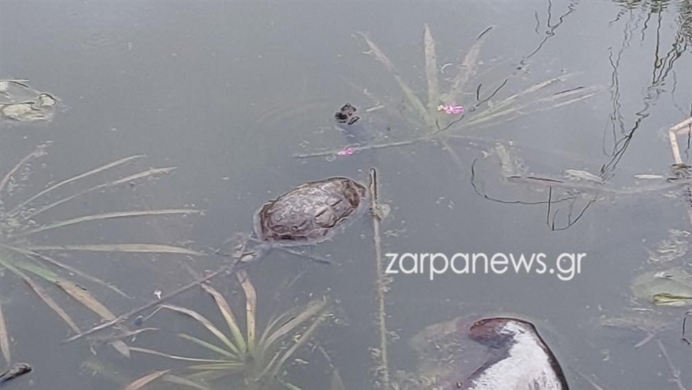 ΧΑΝΙΑ - ΝΕΚΡΕΣ ΧΕΛΩΝΕΣ - ΣΚΟΥΠΙΔΙΑ ΧΑΝΙΑ - ΝΕΚΡΕΣ ΧΕΛΩΝΕΣ - ΣΚΟΥΠΙΔΙΑ