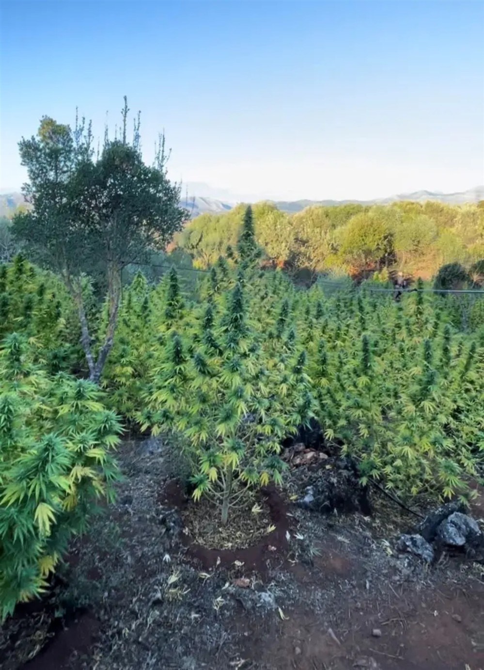 Φυτεια - δενδρυλλια κανναβης Φυτεια - δενδρυλλια κανναβης