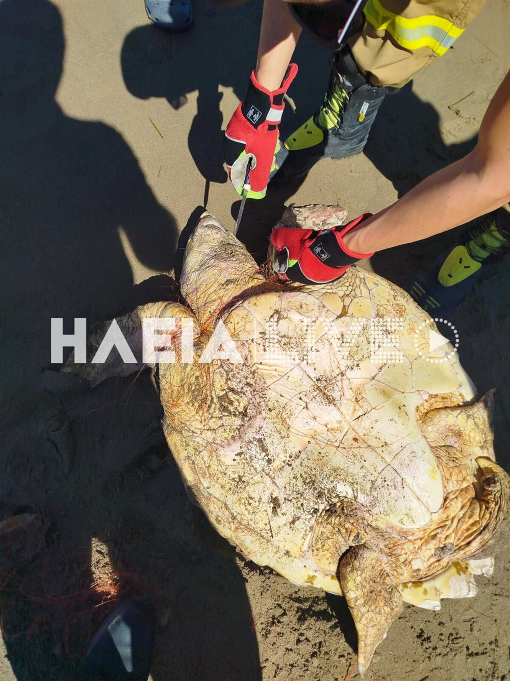 Χελώνες - caretta - caretta Χελώνες - caretta - caretta