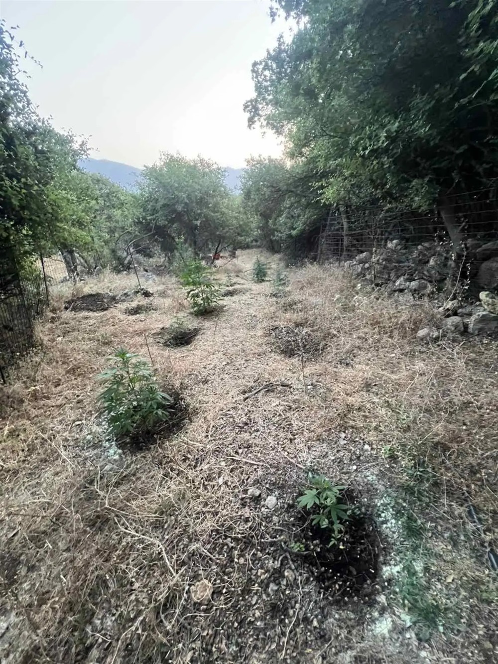 κάνναβη - Ρέθυμνο