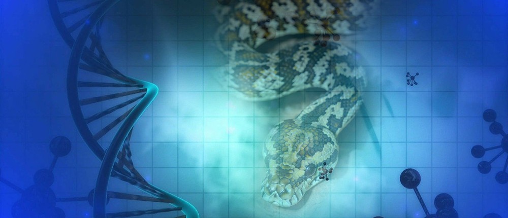 Άνθρωπος - φίδι - DNA - δηλητήριο Άνθρωπος - φίδι - DNA - δηλητήριο