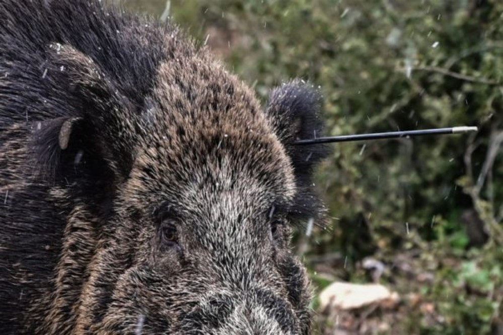 Πάρνηθα - Αγριογούρουνο - Βέλος