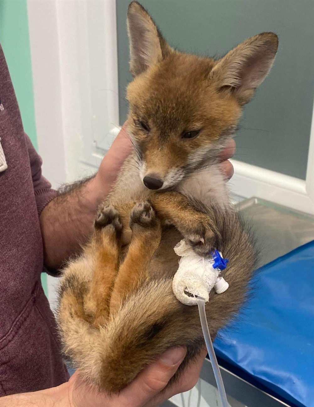 Θεσσαλονίκη - Αλεπουδάκι Θεσσαλονίκη - Αλεπουδάκι