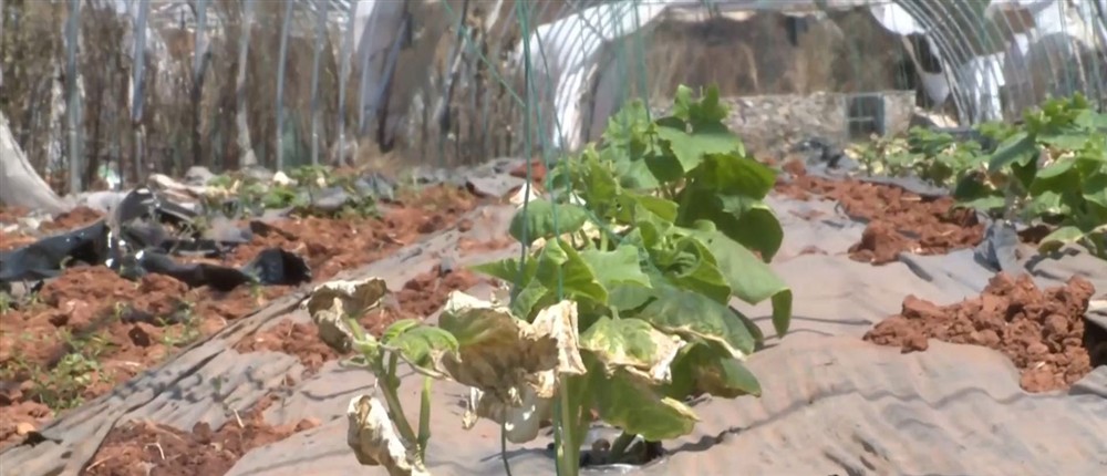 Φωτιά στην Αττική - Ανατιμήσεις στα oπωροκηπευτικά Φωτιά στην Αττική - Ανατιμήσεις στα oπωροκηπευτικά