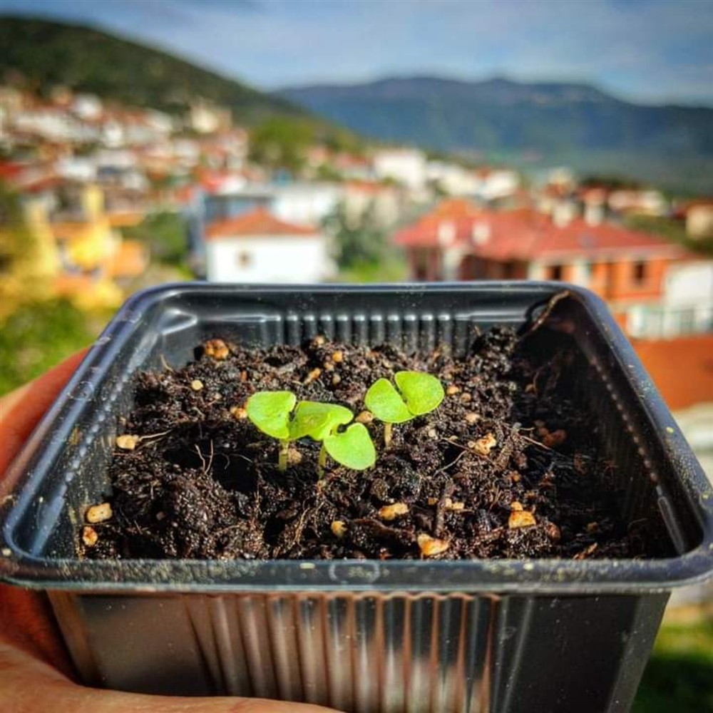 Ψηφοδέλτια - χαρτί - σπόροi λουλουδιών