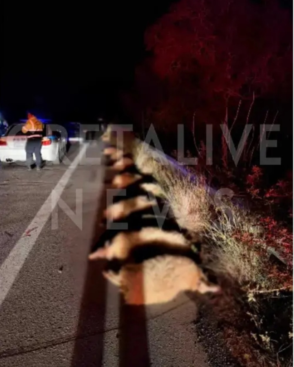 Τροχαίο - Κρήτη - Πρόβατα Τροχαίο - Κρήτη - Πρόβατα