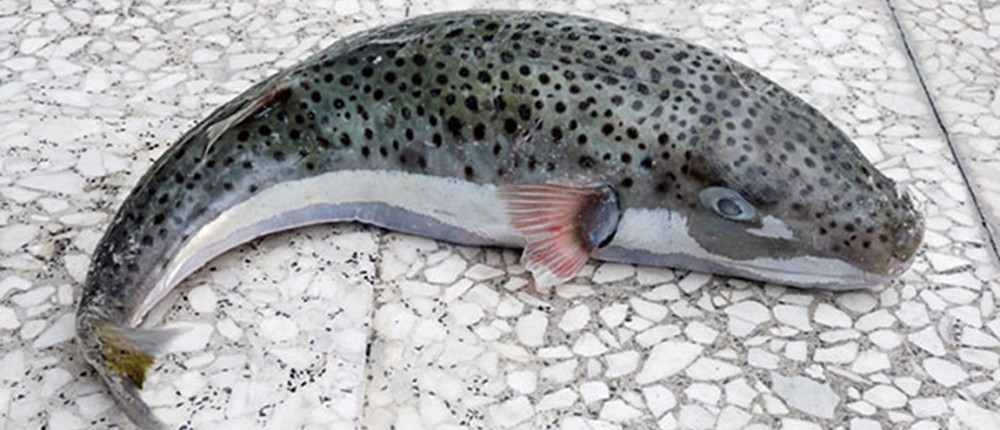 λαγοκέφαλος λαγοκέφαλος