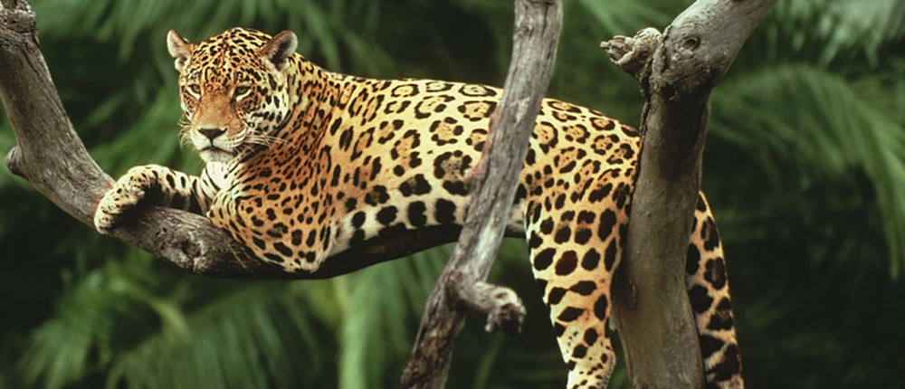 λεοπάρδαλη - άγρια ζώα