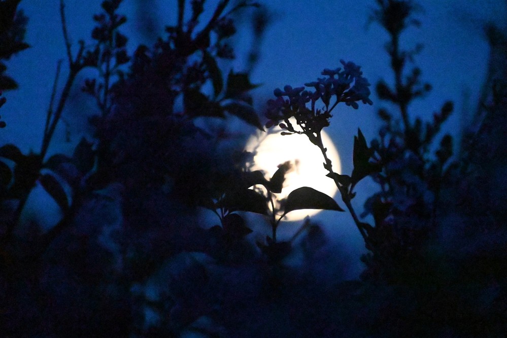 ροζ - Πανσεληνος ροζ - Πανσεληνος