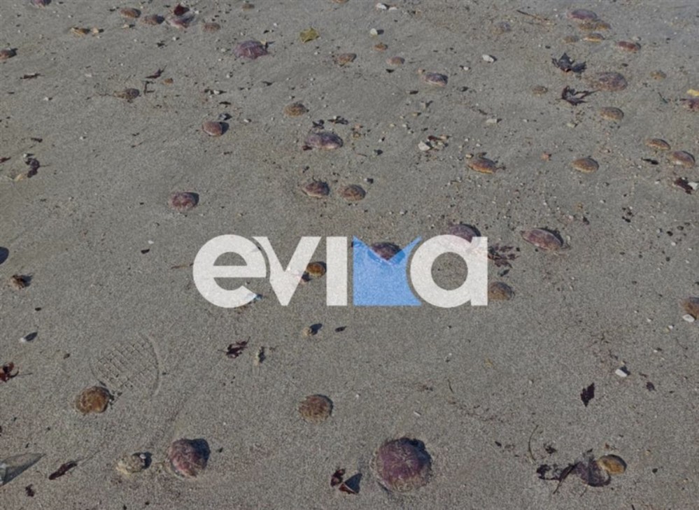 Μωβ - Μέδουσες - Παραλία - Εύβοιας