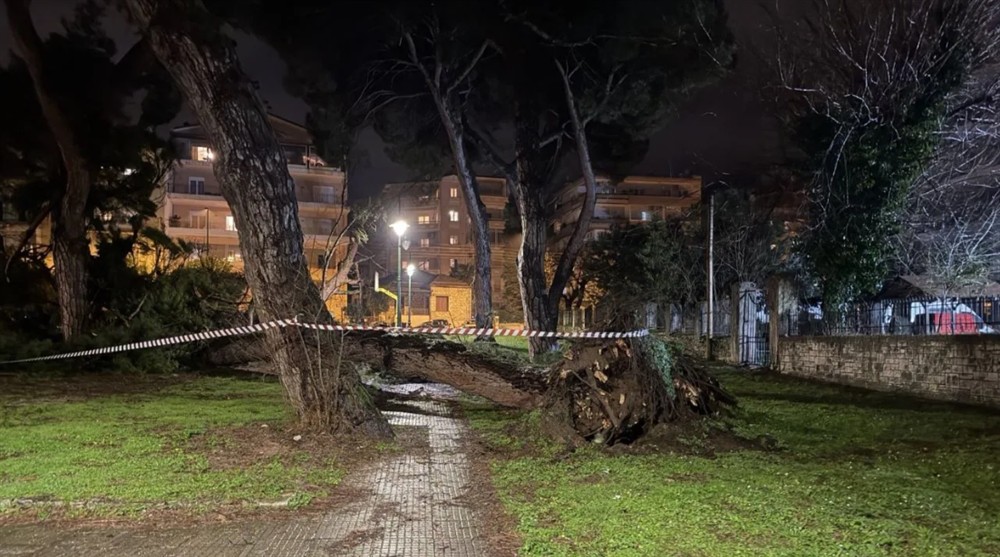 Γηροκομείο Ιωαννίνων - Πεύκο