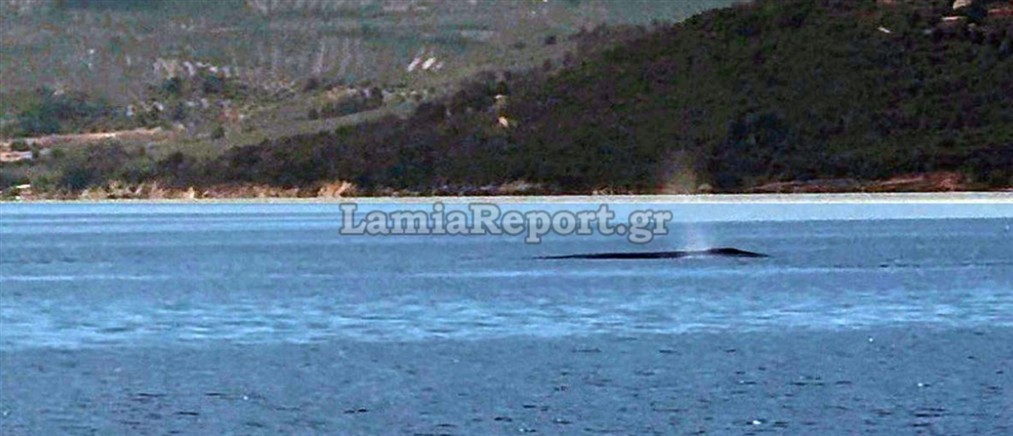 Φάλαινα εμφανίστηκε ανοιχτά του Θεολόγου στον Βόρειο Ευβοϊκό Κόλπο (βίντεο)