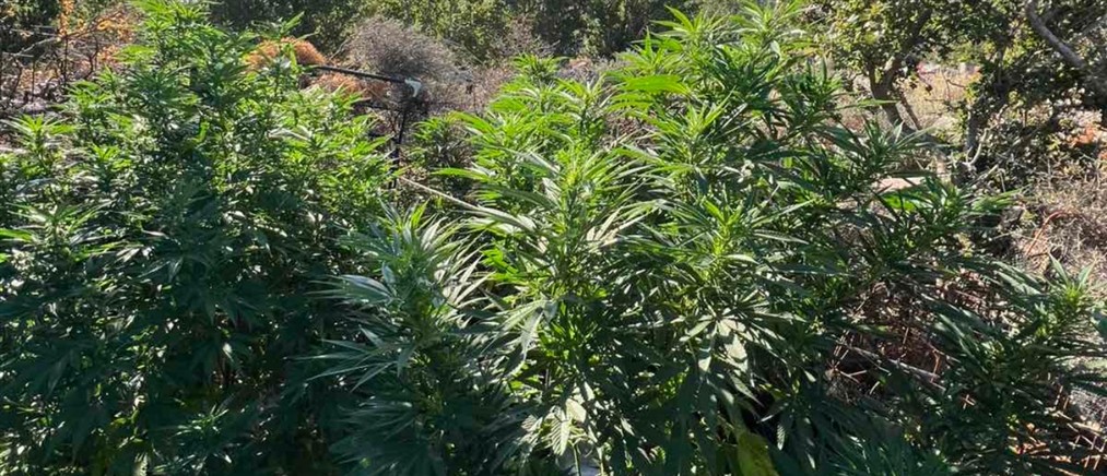 Ρέθυμνο: Εντοπίστηκαν 143 δενδρύλλια κάνναβης σε φυτεία