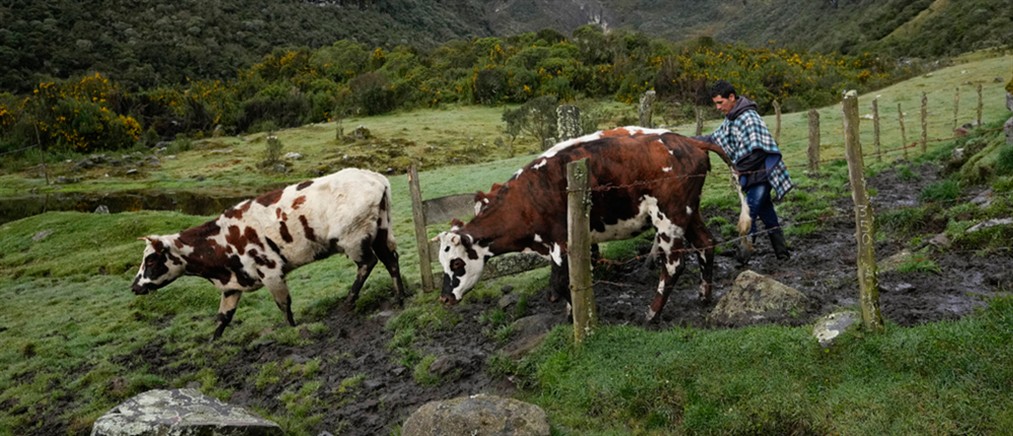 ΥΠΑΑΤ: Επιβεβαιώθηκε κρούσμα αφθώδους πυρετού στη Λέσβο - Άμεση εφαρμογή μέτρων περιορισμού και εκρίζωσης της νόσου