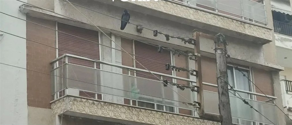 Θεσσαλονίκη: Κοράκι επιτέθηκε σε περαστικούς για να προστατέψει το μικρό του – 3 τραυματίες (βίντεο)