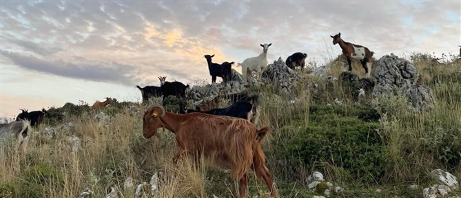 Ευλογιά των αιγοπροβάτων: Συναγερμός στην Πελοπόννησο