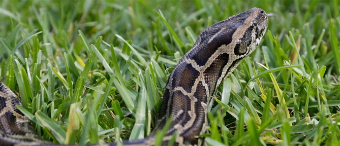 Εκτός κινδύνου ο 13χρονος από τη Σύρο μετά το δάγκωμα οχιάς