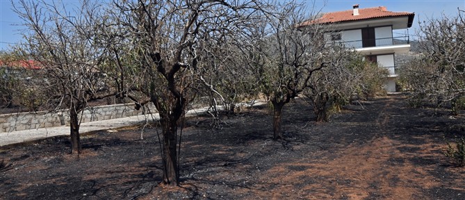 Από αγροτικές εργασίες με καταστροφέα η μεγάλη πυρκαγιά στην Αργολίδα