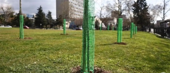 ΑΠΘ - Τέμπη: Μία αγριοκερασιά φυτεύτηκε στη μνήμη των δεκατριών φοιτητών που χάθηκαν στο σιδηροδρομικό δυστύχημα