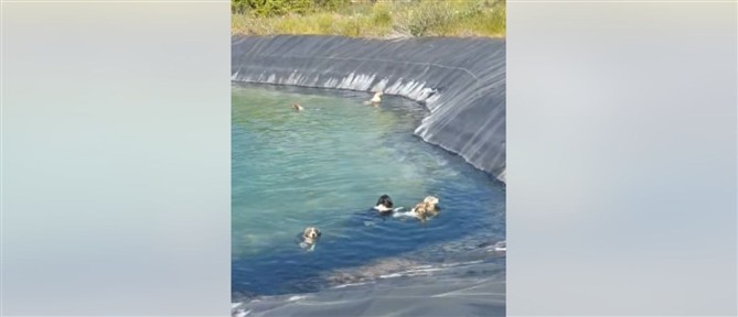 Κατερίνη: Έξι σκύλοι εγκλωβισμένοι σε ταμιευτήρα σώθηκαν χάρη σε άμεση επέμβαση (βίντεο)