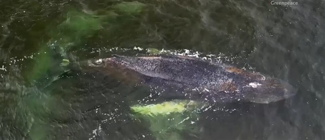 Αγωνιώδης επιχείρηση διάσωσης της "Τίμι" - Η μεγάπτερη φάλαινα που παραμένει για εβδομάδες εγκλωβισμένη σε παράλια της Βαλτικής