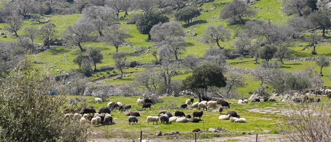 ΥΠΑΑΤ: Έκτακτη οικονομική ενίσχυση 8 εκατ. ευρώ σε τυροκομικές επιχειρήσεις στη Λέσβο λόγω αφθώδους πυρετού