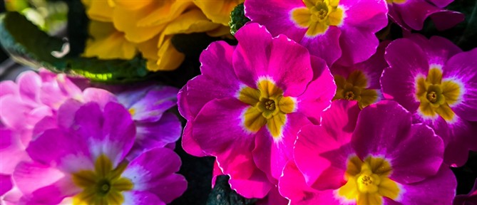 Εορτολόγιο: Ποιούς τιμά σήμερα 1η Απριλίου η Εκκλησία